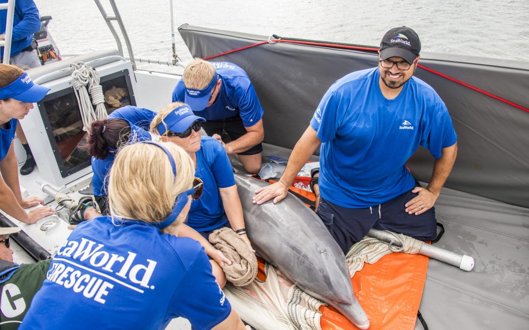 SeaWorld ultrapassa 36 mil animais resgatados