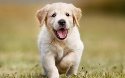 PET DAY – Campinas/SP